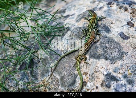 A lizard is on a rocky surface in Corsica, France. It blends with the colors of the stone as it basks under the sun. Nearby, green grass adds a touch Stock Photo