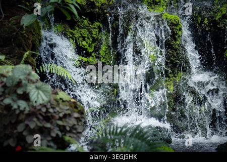 Peaceful tranquil and serene nature scene with pristine small flowing green moss covered rock waterfall and lush fern plant beside calm clear water st Stock Photo