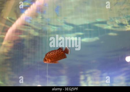 Small orange patterned fish swimming with calm expression in clear blue water aquarium environment showcasing peaceful aquatic life and tranquil natur Stock Photo