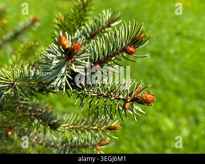 Close-Up of Lush Green Pine Needles with Buds in Vibrant Spring Setting Stock Photo