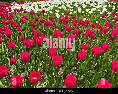 Vibrant Red and White Tulip Field in Springtime Blooming Under the Sun Stock Photo