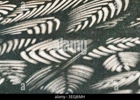 Abstract Shadow Patterns of Fern Leaves on Textured Concrete Surface Stock Photo