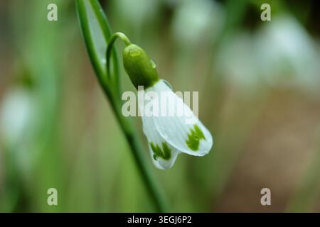 Galanthus plicatus Trym snowdrop, early spring winter flowering close up in February. UK Stock Photo