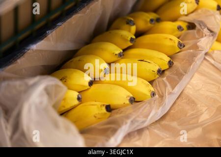 Bunches of yellow bananas arranged on a table in a market during daylight hours Stock Photo