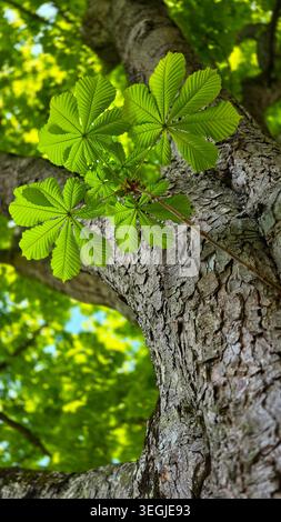 A bottom-up perspective of the trunk and textured green leaves of a Aesculus hippocastanum, chestnut tree, a symbol of Kyiv. Stock Photo