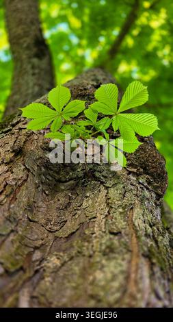 A bottom-up perspective of the wide trunk and green leaves of a Aesculus hippocastanum, chestnut tree, a symbol of Kyiv. Stock Photo
