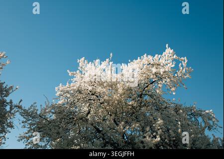 Cherry blossom trees against the sky Stock Photo