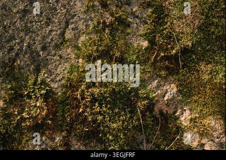 Moss on a stone in the forest Stock Photo