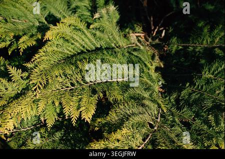 Close up of juniper branches Stock Photo