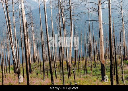Remains of forest after a wildflire, St Mary, Glacier National Park, Montana, USA Stock Photo