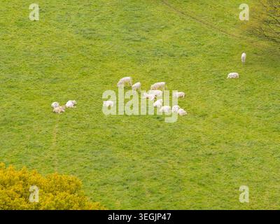Aerial view of a herd of cattle resting in a vibrant green pasture in ...