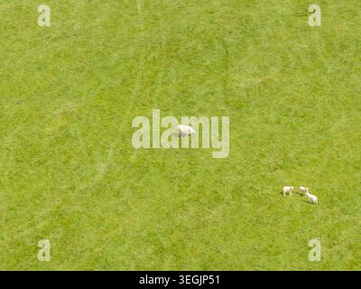 Aerial drone view photo of a sheep and three lambs standing on green pasture land near Harrogate in North Yorkshire showing peaceful rural farming and Stock Photo