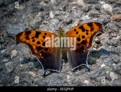 A vibrant orange and black Question Mark butterfly rests on a rocky surface, displaying its beautifully patterned wings in sharp detail. Stock Photo