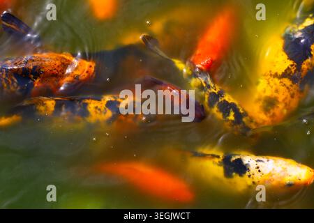koi carp collection in decorative water garden, japanese nishikigoi varieties with multicolor scale patterns representing traditional culture, selecti Stock Photo