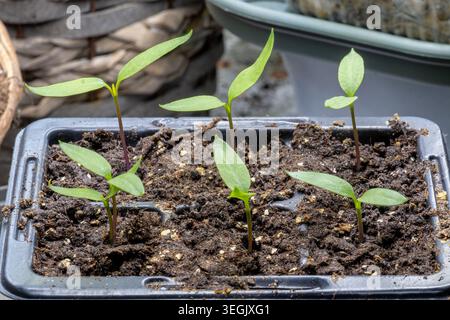 Close up photograph of young green seedlings growing in moist soil inside a small propagation tray Stock Photo