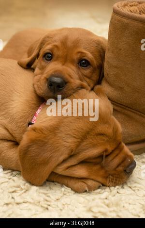 Fox red labrador puppies Stock Photo
