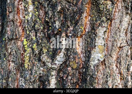 Detailed close-up texture of a rugged birch tree trunk with cracked bark, dark crevices, patches of lichen, and natural earthy tones Stock Photo