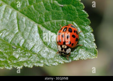 Harlequin ladybird, Harmonia axyridis succinea an invasive insect in Sussex, UK Stock Photo