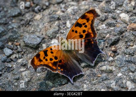 A vibrant orange and black Question Mark butterfly rests on a rocky surface, displaying its beautifully patterned wings in sharp detail. Stock Photo