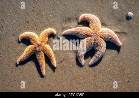 Two common starfish, sea stars, or sugar stars (Asterias rubens) lie next to each other on the damp sandy beach of Norderney. Stock Photo