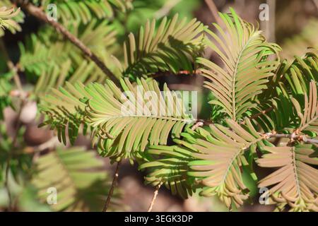 Metasequoia glyptostroboides 'Daweswood Tawny Fleece'. Close up of bronze green new dawn redwood needles in spring. Stock Photo