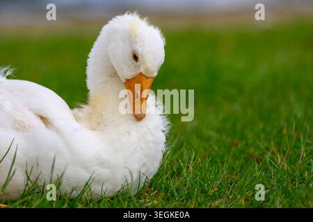 Young white goose lying on green grass Stock Photo