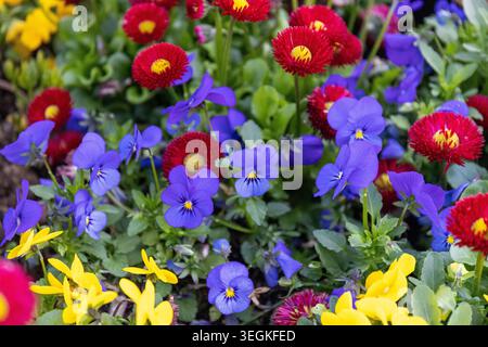 Red bellis perennis and purple violas flowerbed in spring Stock Photo
