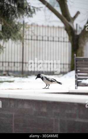 A single hooded crow stands on a stone border in a city park during winter, with snow, trees, a fence, and a bench blurry in the background. Stock Photo