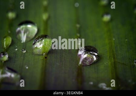 Raindrops on a banana leaf Stock Photo