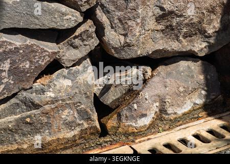 A green and brown lizard rests on a textured rock wall. Water collects at the base of the stones, next to a metal drain grate. Stock Photo