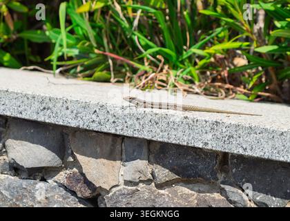 A brown lizard rests on a light gray speckled stone ledge. A dark stone wall is below. Green foliage is in the background. Stock Photo