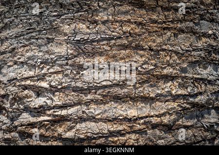Abstract Palm Tree Bark Texture Background Pattern Stock Photo
