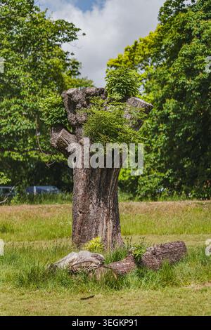 Old tree stump in grassy meadow under bright summer sunlight Stock Photo