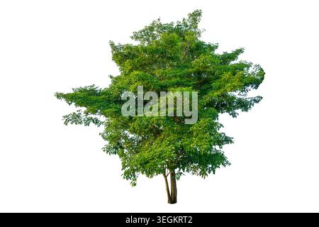 Single big green tree isolated on a solid white background for architectural and landscape design element Stock Photo