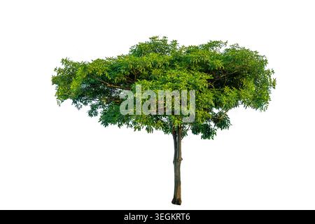 Single big green tree isolated on a solid white background for architectural and landscape design element Stock Photo