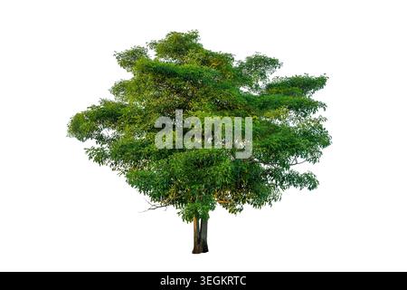 Single big green tree isolated on a solid white background for architectural and landscape design element Stock Photo