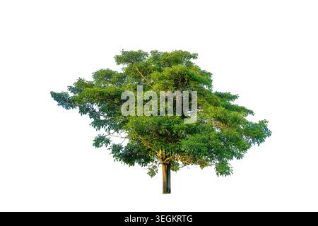 Single big green tree isolated on a solid white background for architectural and landscape design element Stock Photo