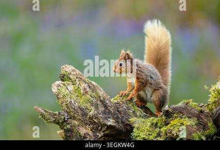 Native Red Squirrel, Scientific name: Sciurus vulgaris climbing on a moss covered fallen tree trunk in Scottish woodland during Springtime, surrounded Stock Photo
