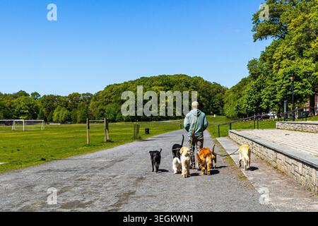 Professional dog walker walking many dogs at once in a New York City public park in springtime, dogwalker taking pet dogs for a walk Stock Photo