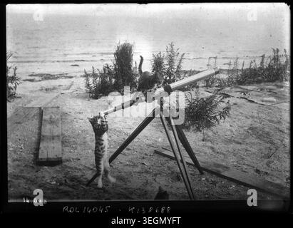 Two domestic cats interact with a telescope in 1911, with one cat looking through the lens while another perches on top. The archival image reflects human curiosity and pets’ playful engagement in early 20th-century France. Stock Photo
