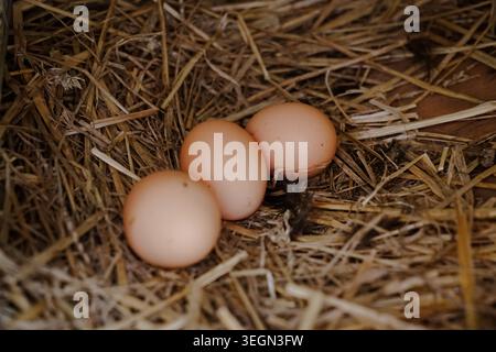 Chicken eggs resting in a straw nest inside a farm coop or hen house environment. Stock Photo