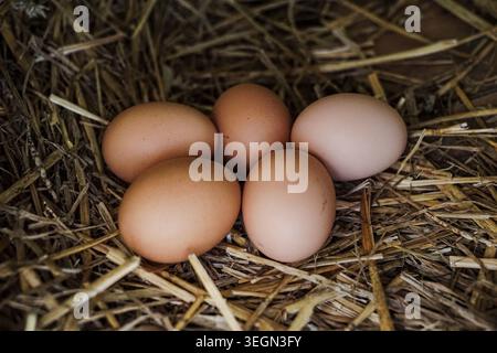 Brown and white chicken eggs resting on straw bedding inside a rustic poultry nesting box. Stock Photo