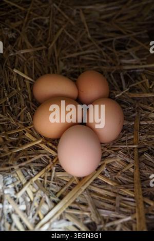 Brown chicken eggs resting in a straw nesting box inside a hen house or farm coop. Stock Photo