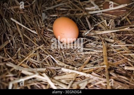 Single brown chicken egg resting on straw bedding inside a rustic poultry nesting box. Stock Photo