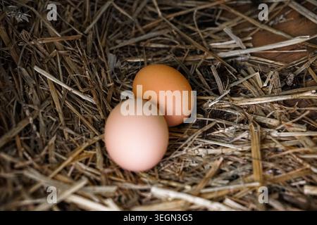Two brown chicken eggs resting in a straw nest inside a rustic farm coop interior. Stock Photo