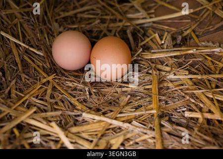 Two brown chicken eggs resting in a straw nest inside a rustic poultry coop on a farm. Stock Photo