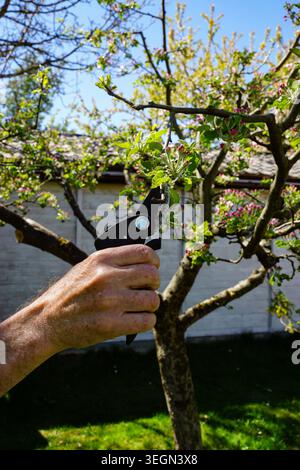 Hand holding pruning shears cutting flowering tree branches in a backyard garden during springtime maintenance work. Stock Photo