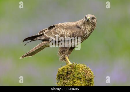 Buzzard, Scientific name: Buteo buteo, Close up of a common buzzard, perched on a moss covered stump and looking to front. Natural blurred bluebell an Stock Photo