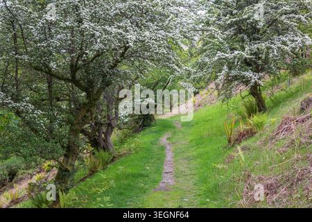 A peaceful woodland path winds through fresh spring greenery and blossoming trees, inviting a quiet walk through nature’s beauty. Stock Photo