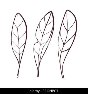 Protea leaves set, monochrome outline vector illustration, minimal botanical elements for branding Stock Vector